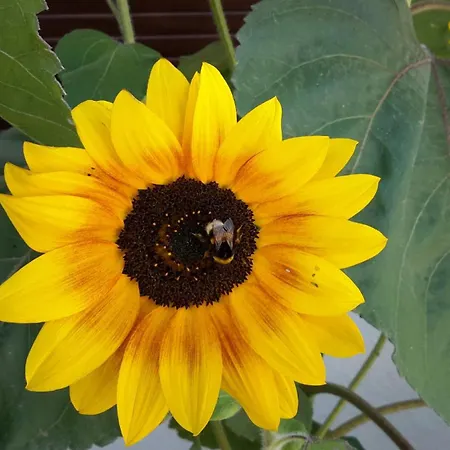 Pequena Baleia Couette-café